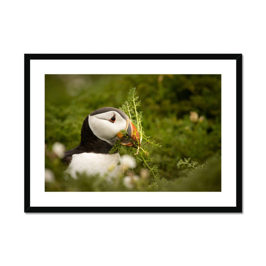 Puffin in foliage Framed & Mounted Print