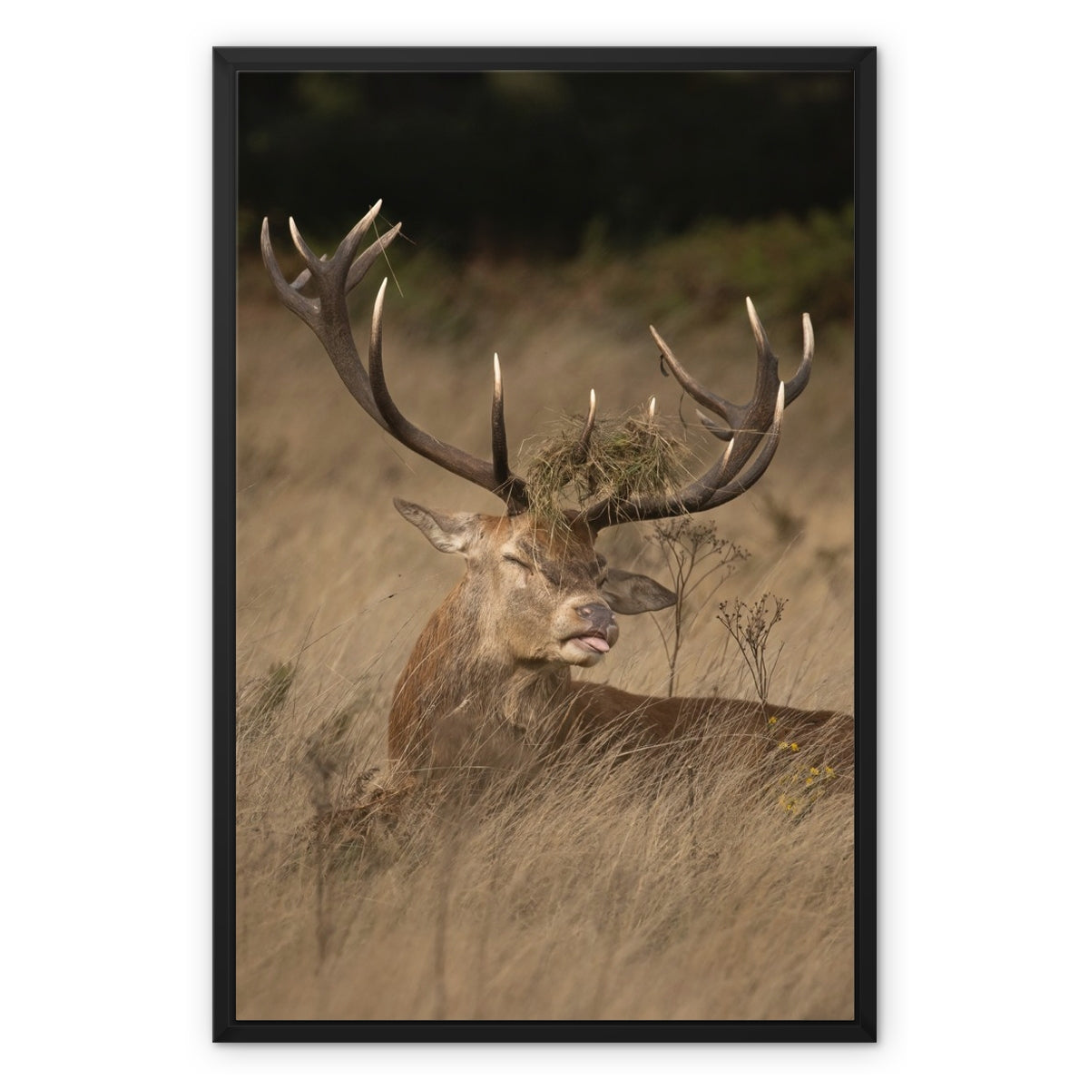 Deer Tongue Portrait Framed Canvas