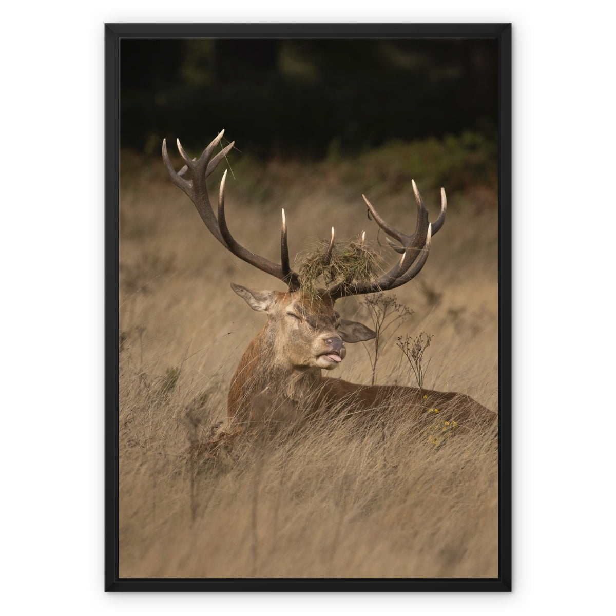 Deer Tongue Portrait Framed Canvas