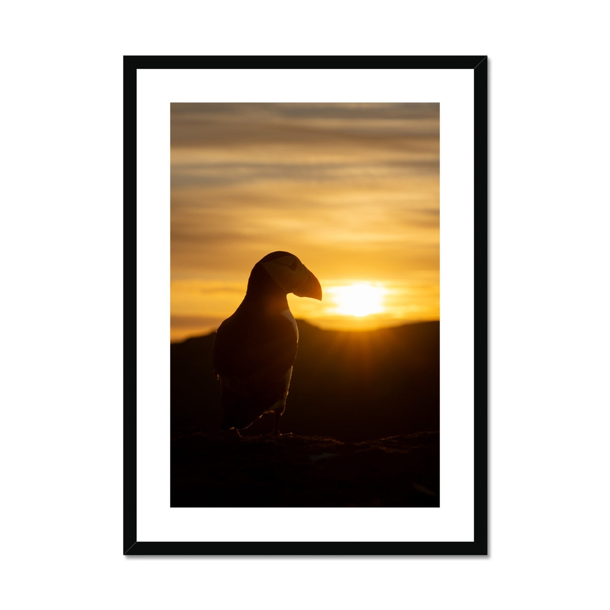 Puffin at sunset Framed & Mounted Print