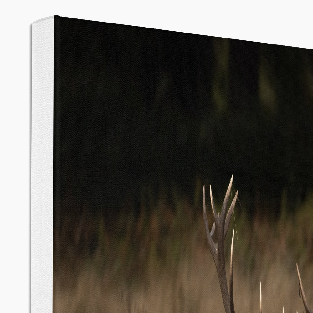 Deer Tongue Landscape Canvas