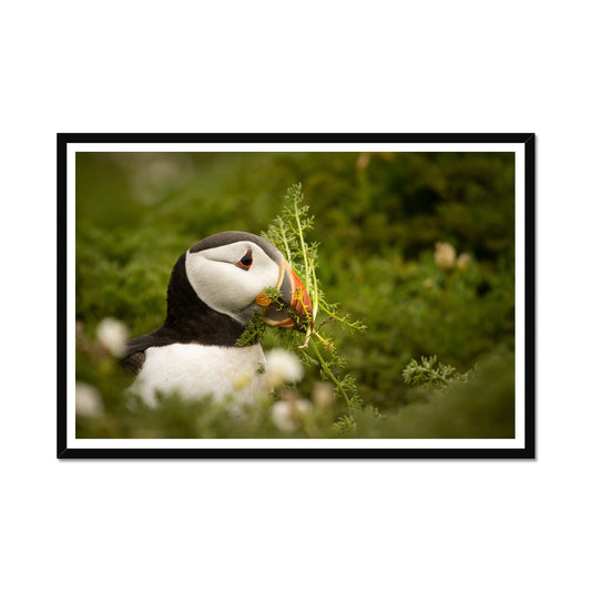 Puffin in foliage Framed Print