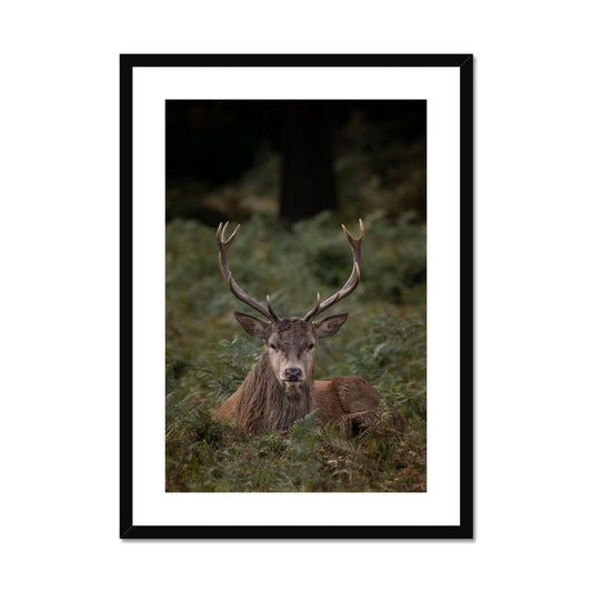 Deer Stag Watching Framed & Mounted Print