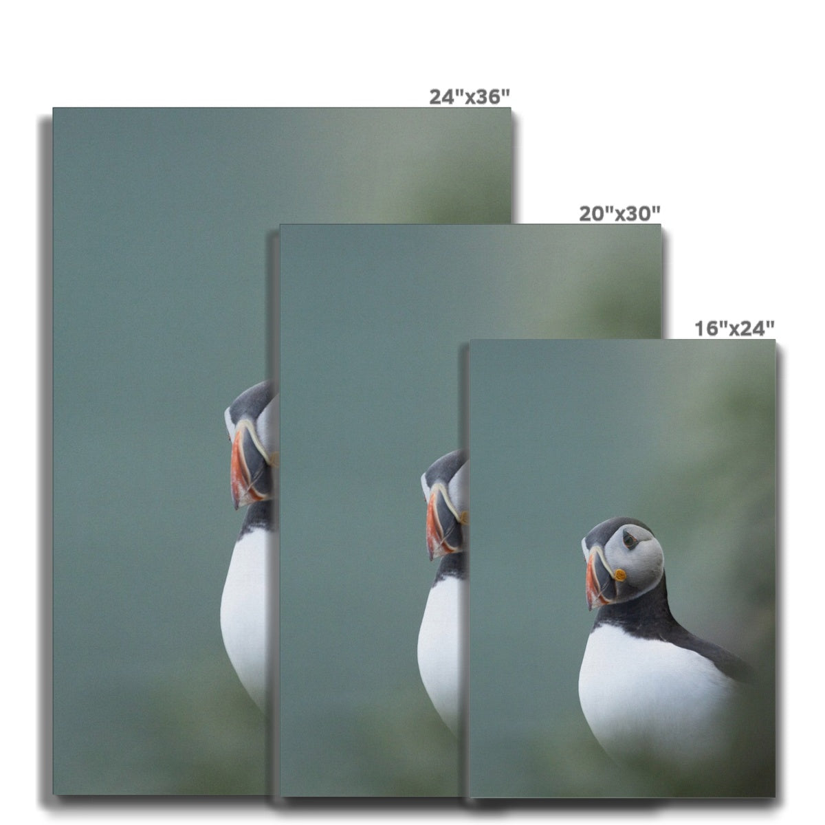 Puffin Canvas