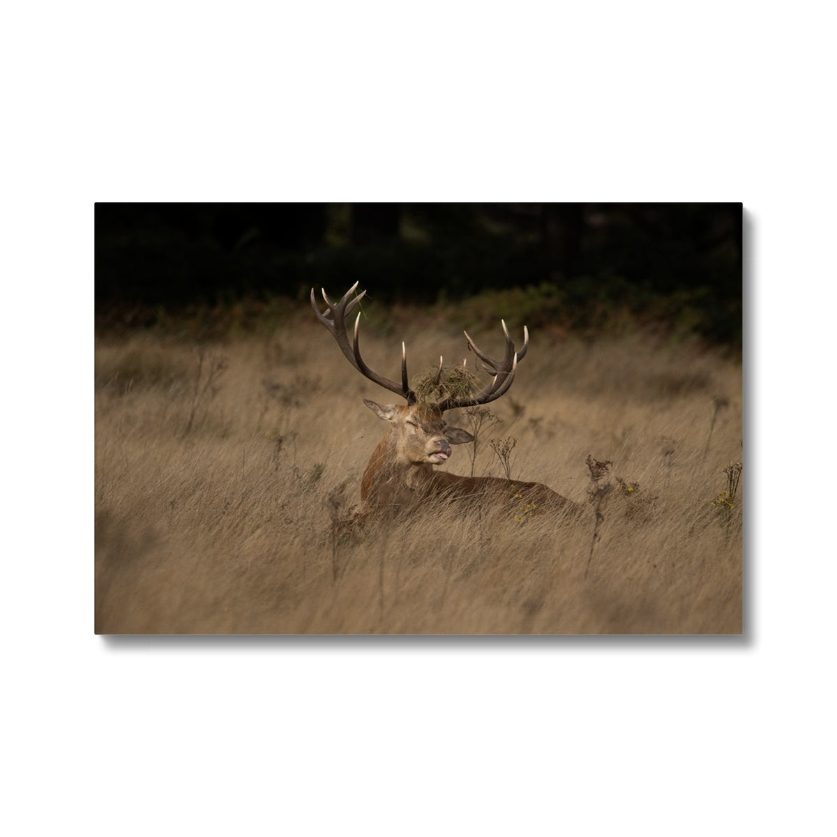 Deer Tongue Landscape Canvas