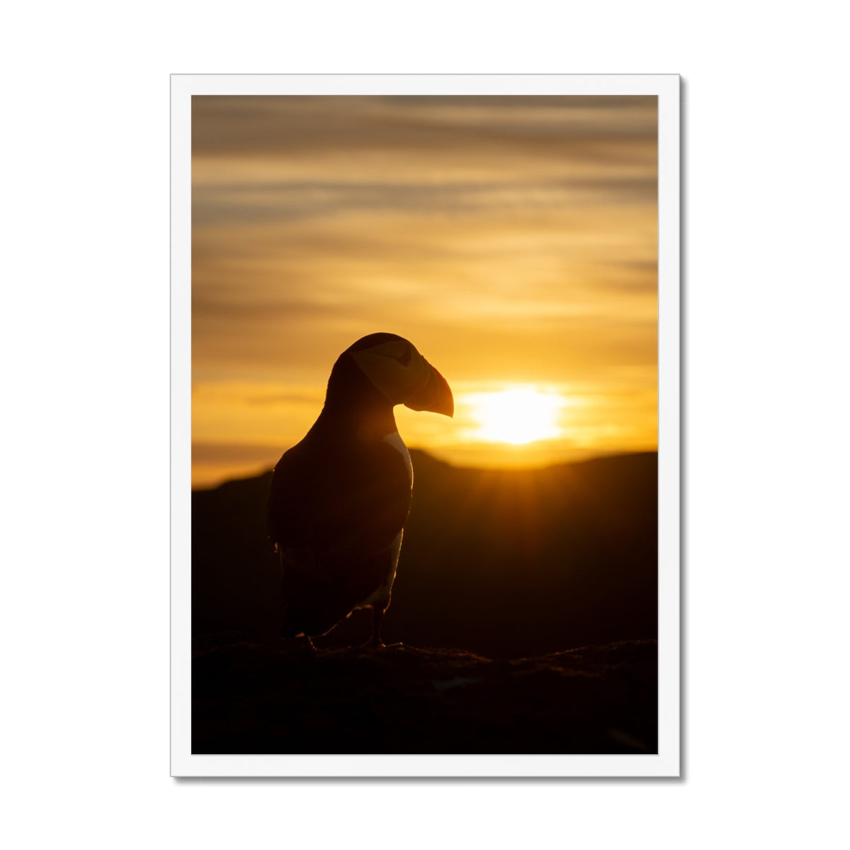 Puffin at sunset Framed Print