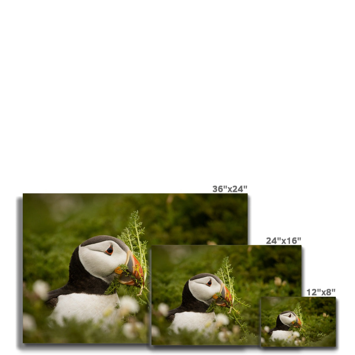 Puffin in foliage Canvas