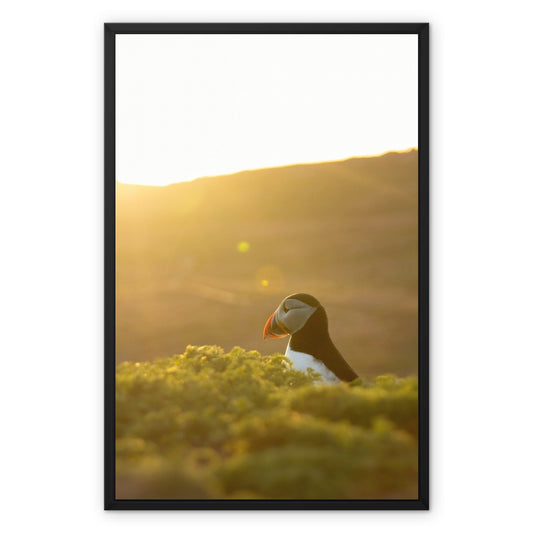 Golden Puffin Framed Canvas