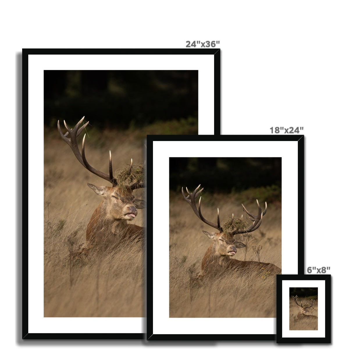 Deer Tongue Portrait Framed & Mounted Print