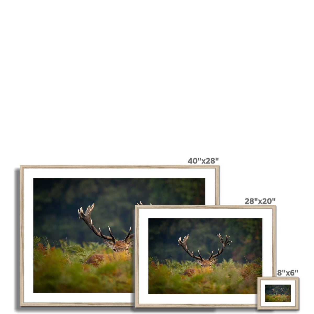 Red Deer peeking Framed & Mounted Print