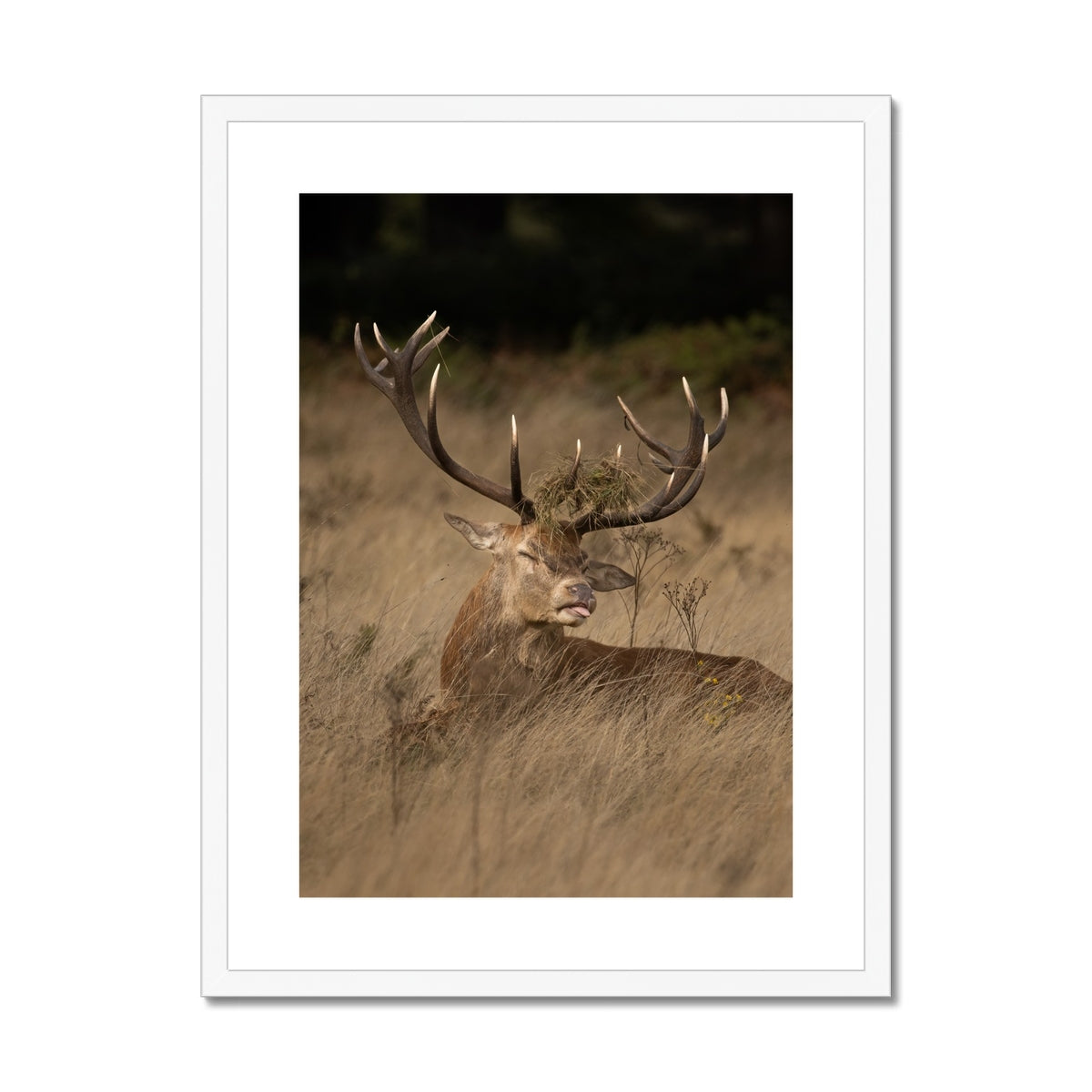 Deer Tongue Portrait Framed & Mounted Print