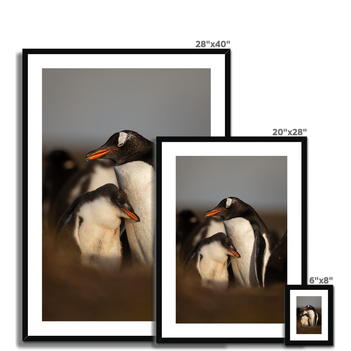 Cuddles in the colony Framed & Mounted Print