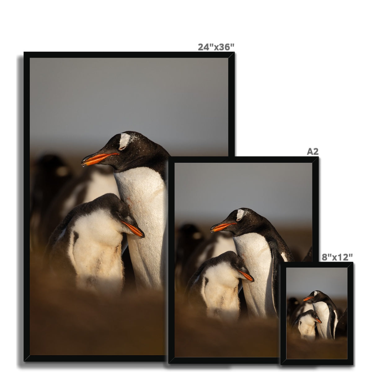 Cuddles in the colony Framed Print