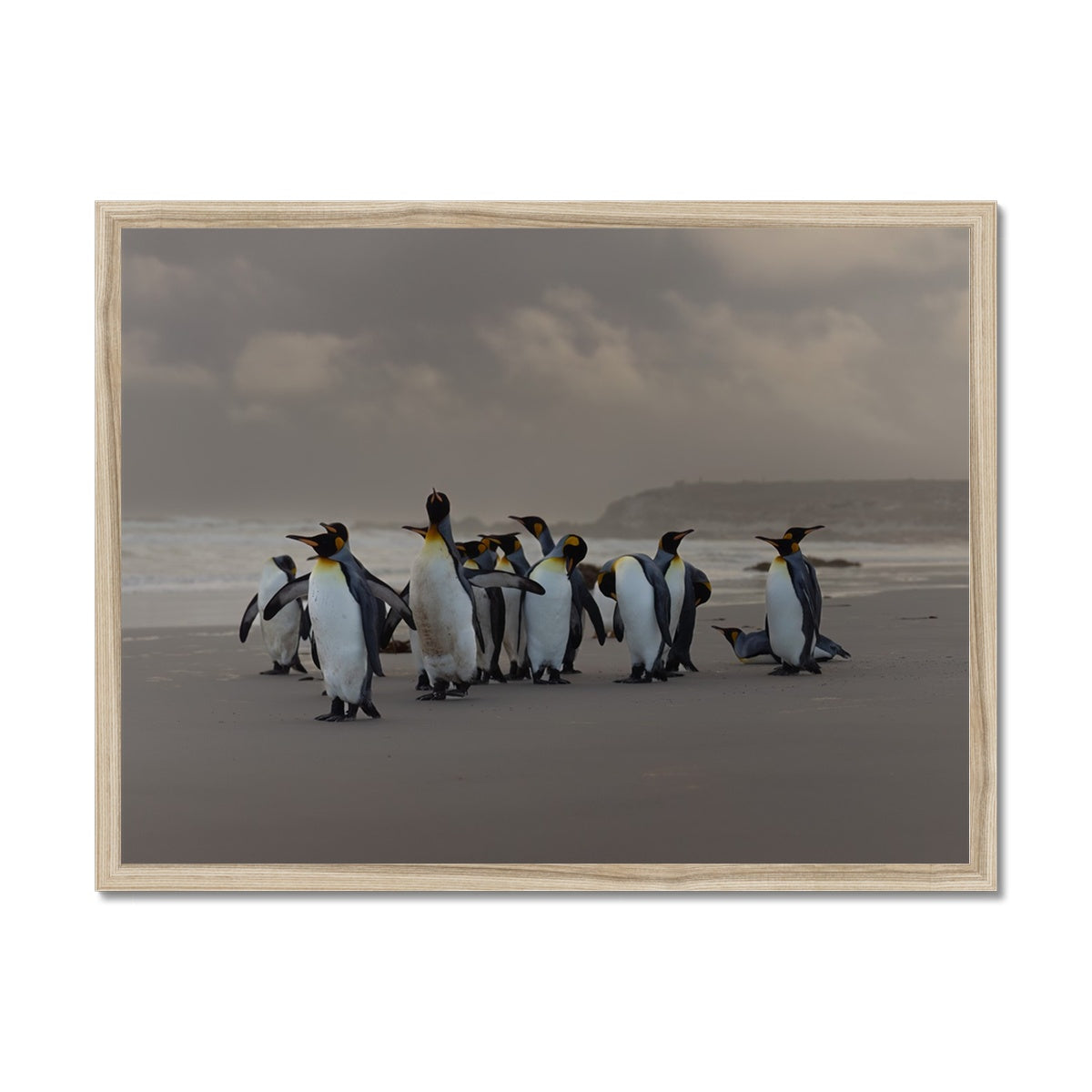 Kings on the beach  Framed Print