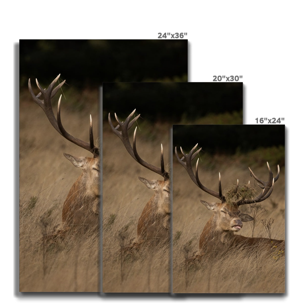 Deer Tongue Portrait Canvas