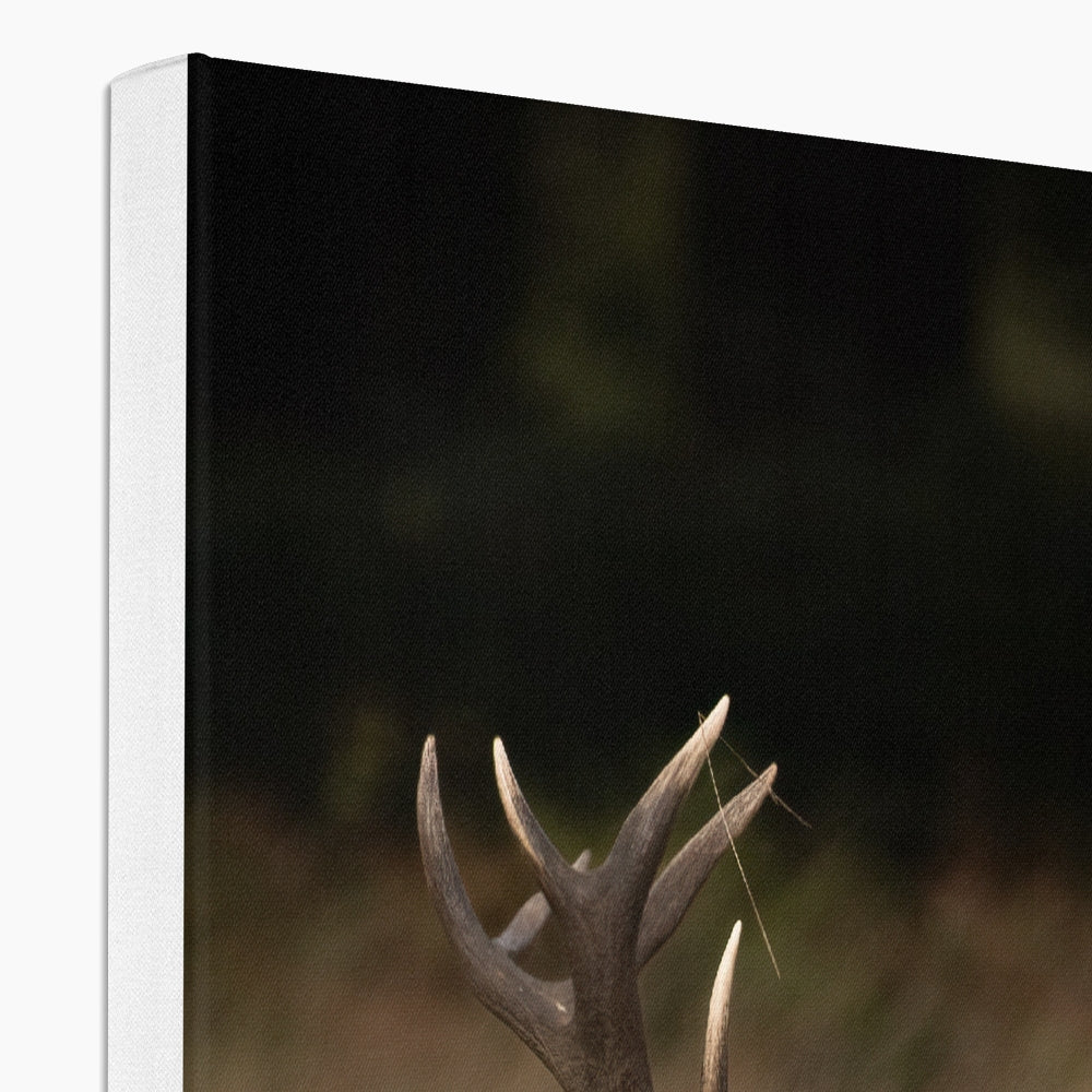 Deer Tongue Portrait Canvas