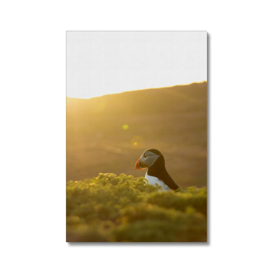 Golden Puffin Canvas