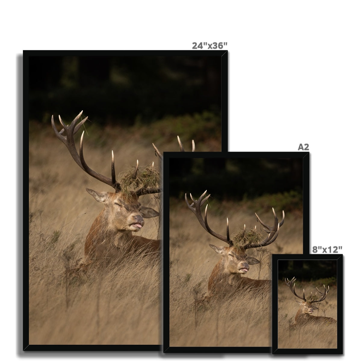 Deer Tongue Portrait Framed Print