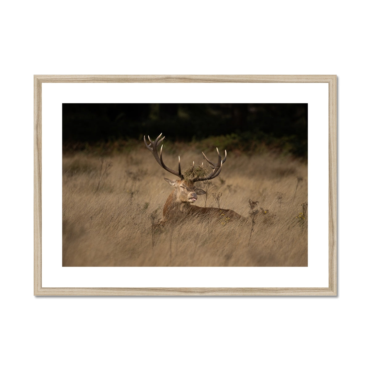 Deer Tongue Landscape Framed & Mounted Print