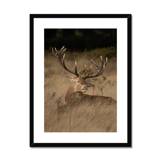 Deer Tongue Portrait Framed & Mounted Print