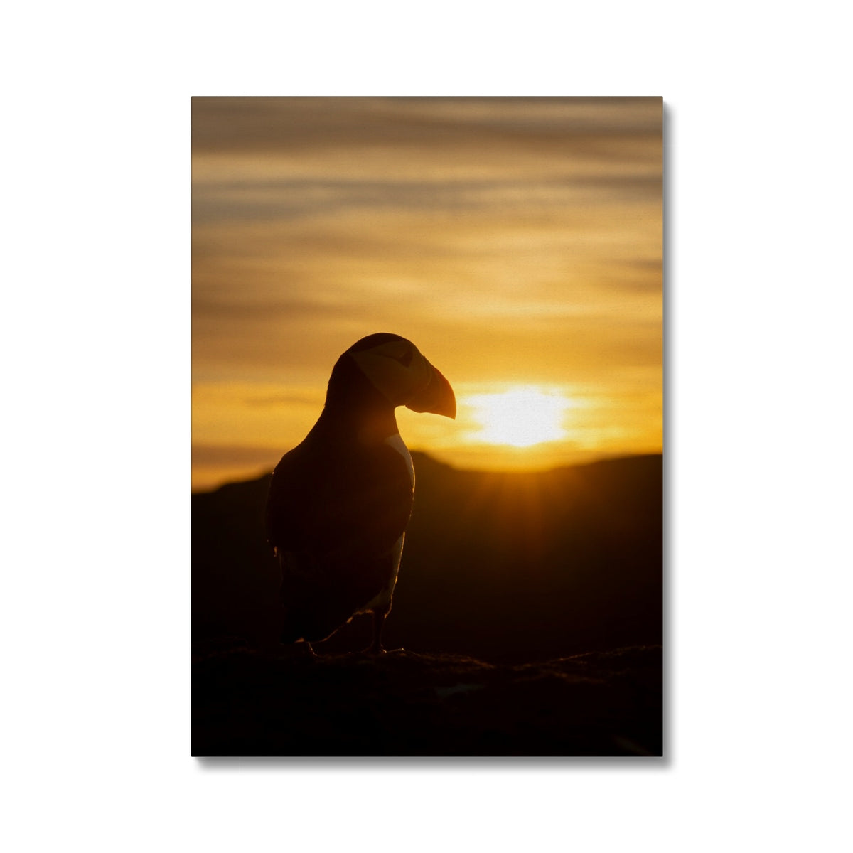 Puffin at sunset Canvas