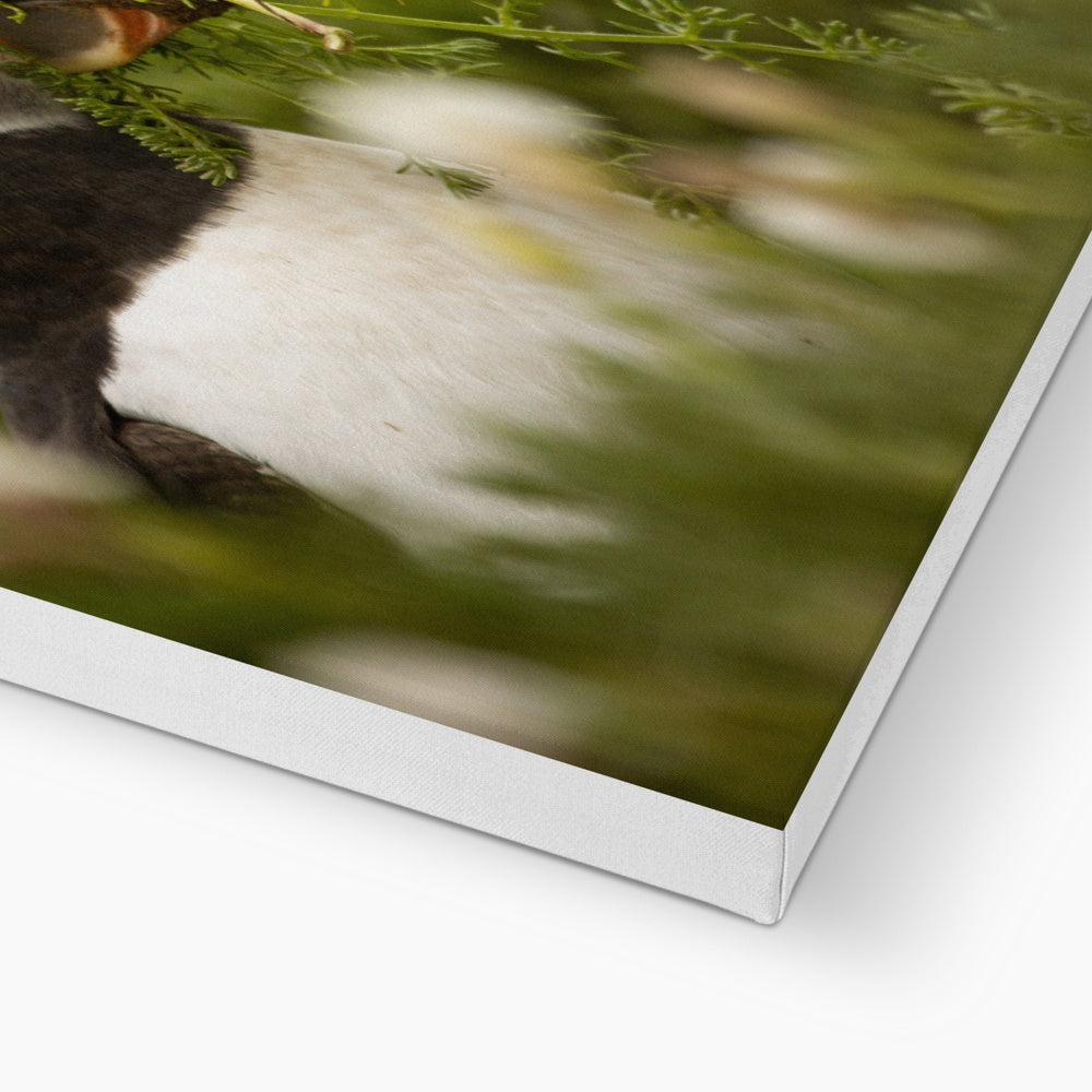 Puffin in foliage Canvas