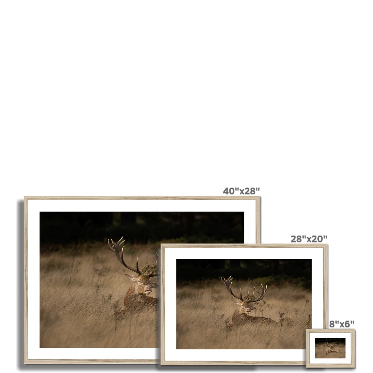 Deer Tongue Landscape Framed & Mounted Print