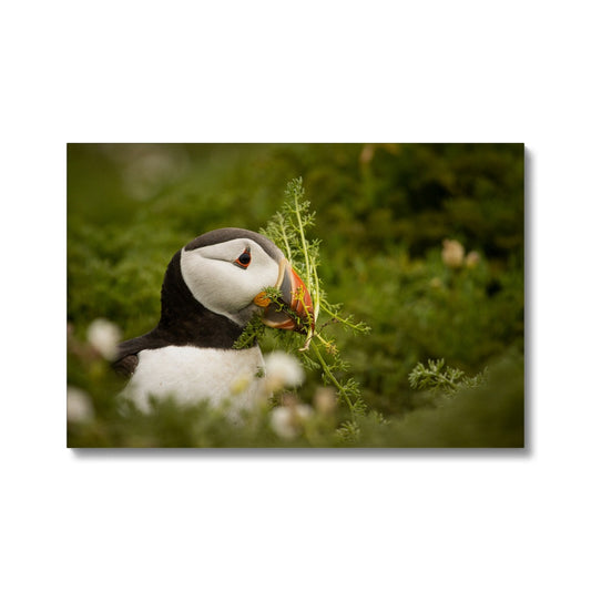 Puffin in foliage Canvas