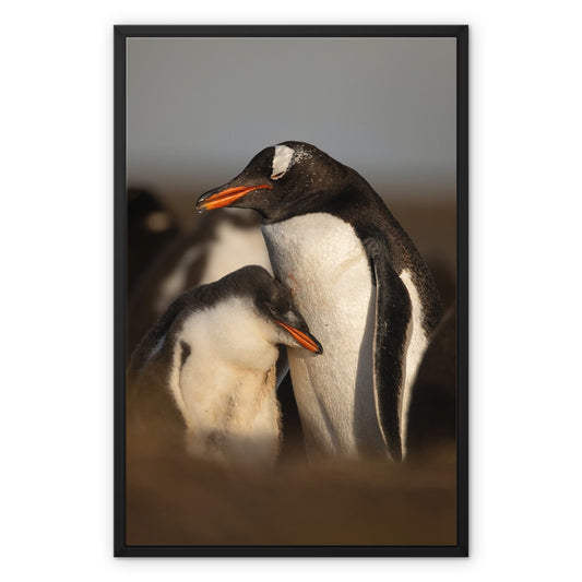 Cuddles in the colony Framed Canvas