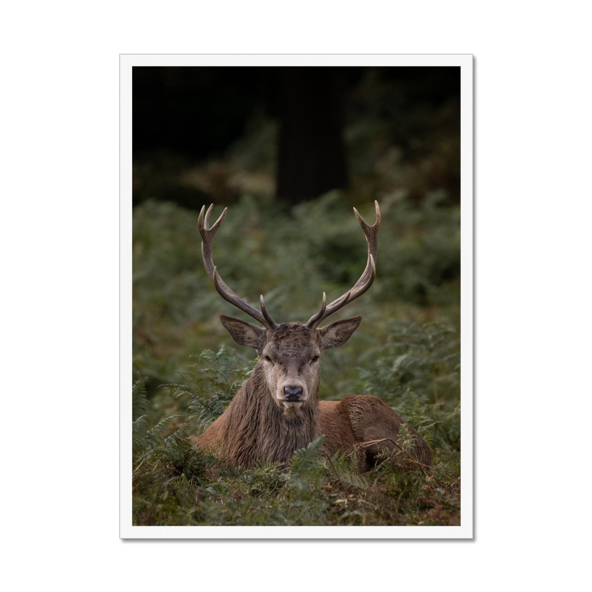 Deer Stag Watching Framed Print