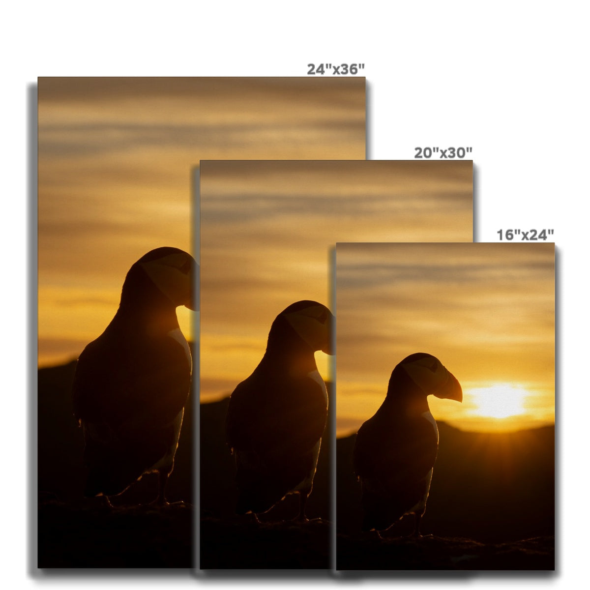 Puffin at sunset Canvas