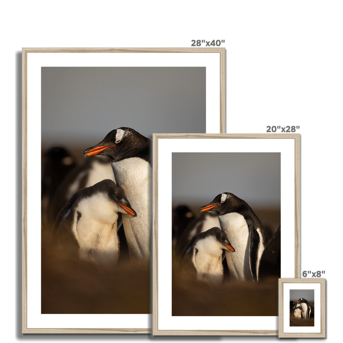 Cuddles in the colony Framed & Mounted Print