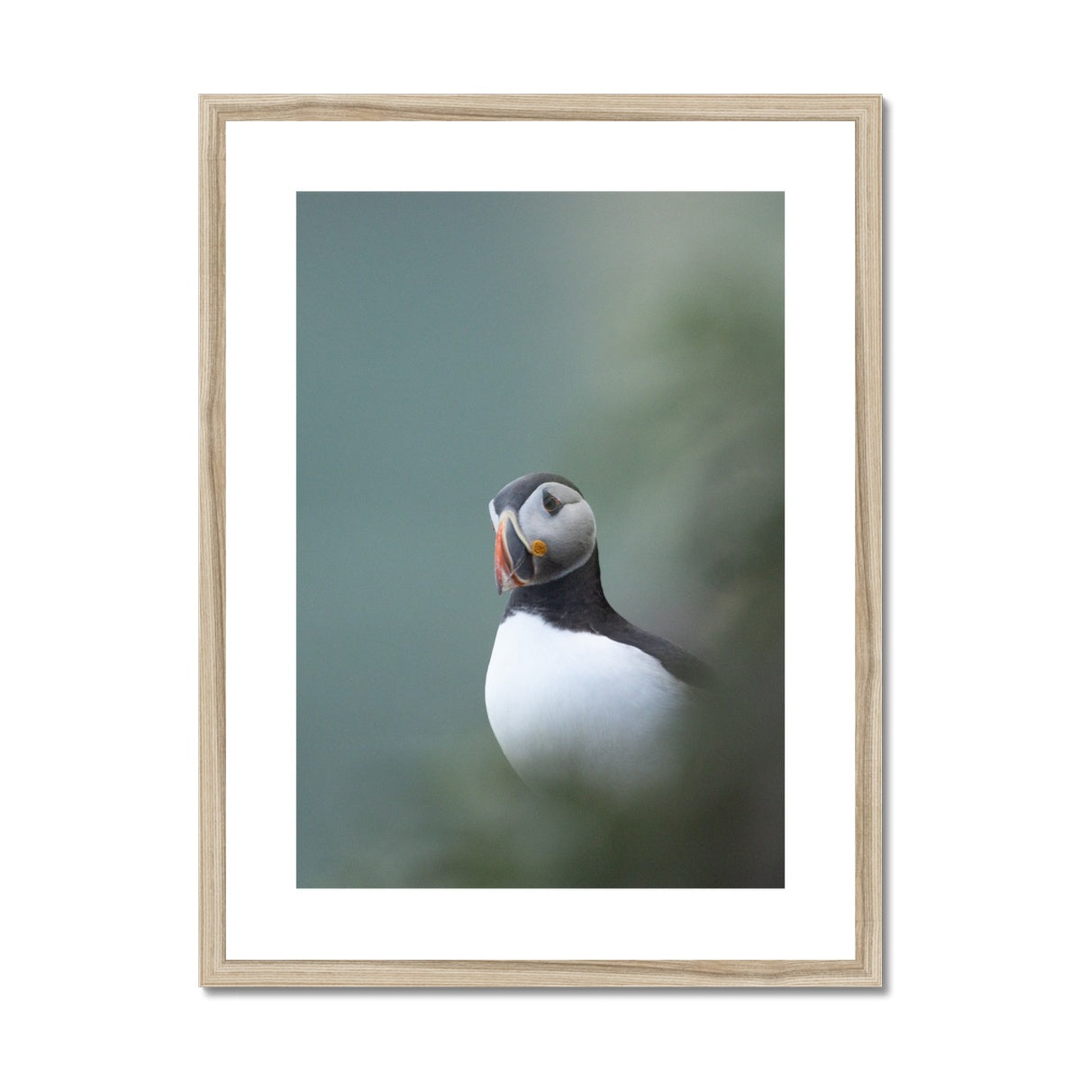 Puffin Framed & Mounted Print