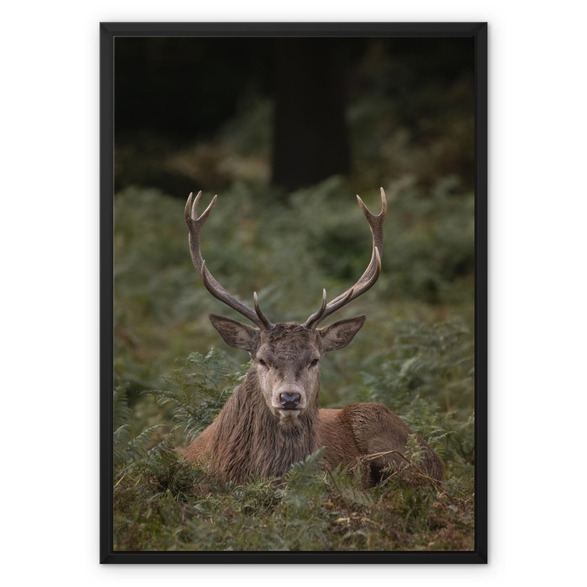 Deer Stag Watching Framed Canvas