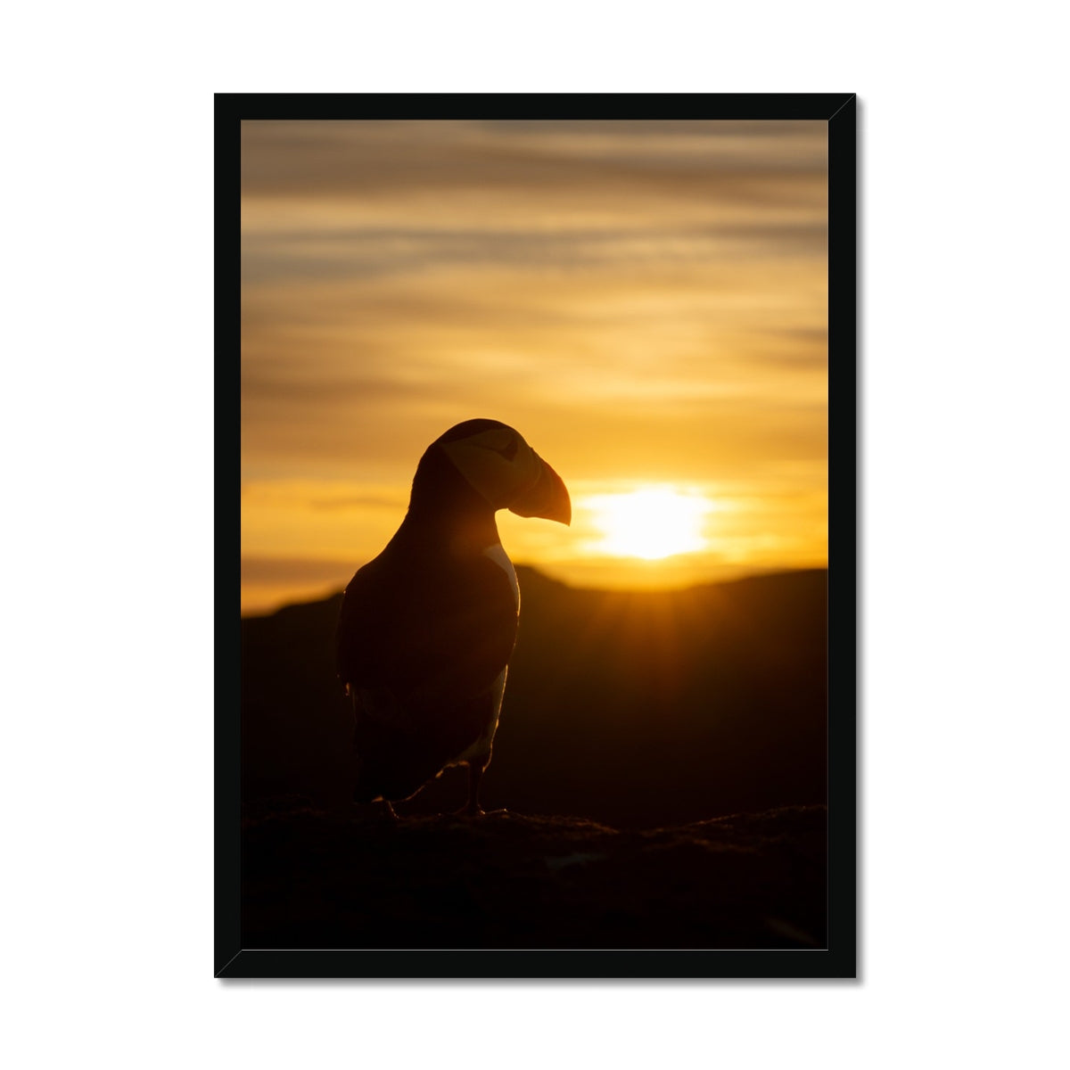 Puffin at sunset Framed Print