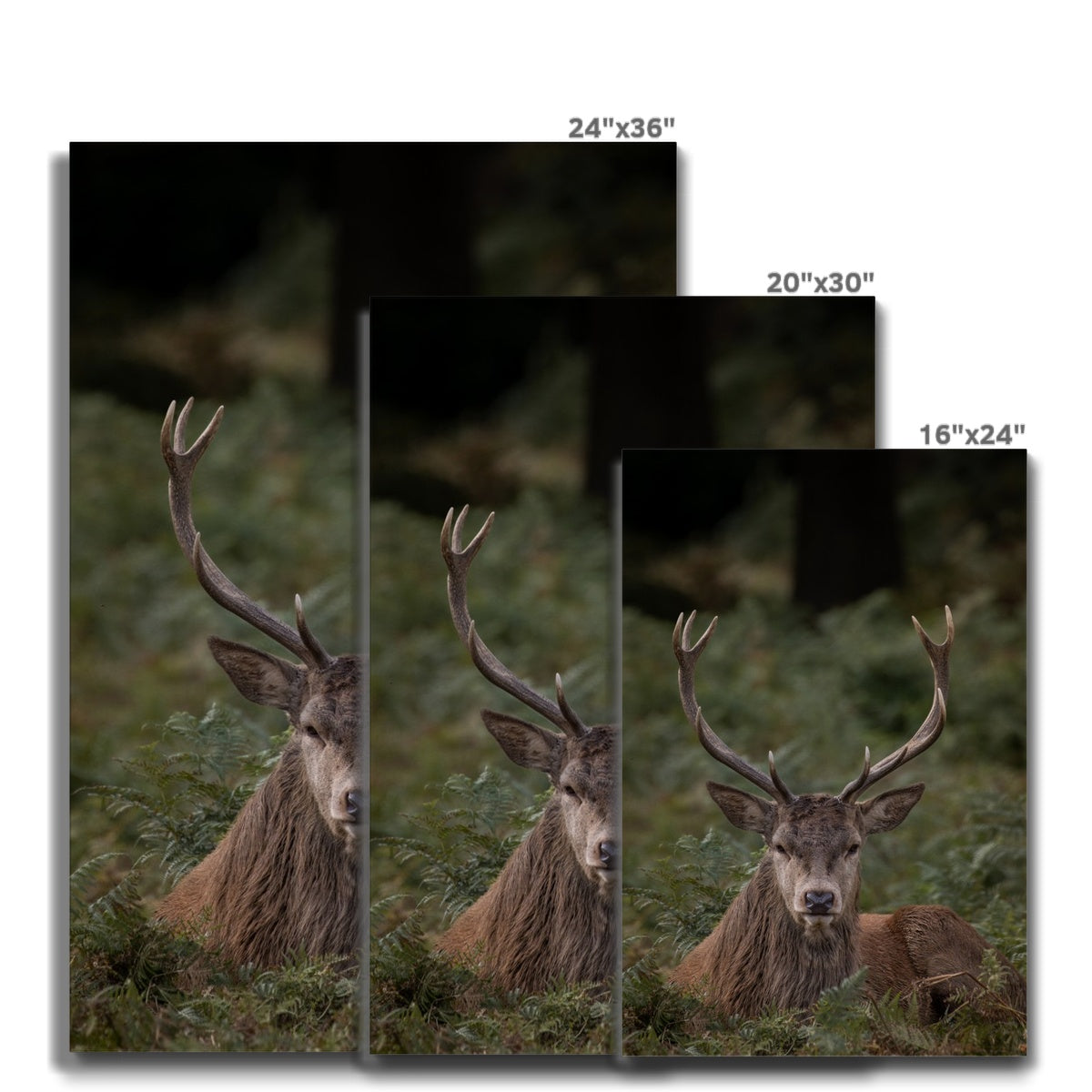 Deer Stag Watching Canvas