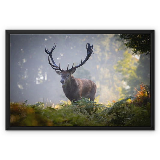 Red Deer Stag Framed Canvas