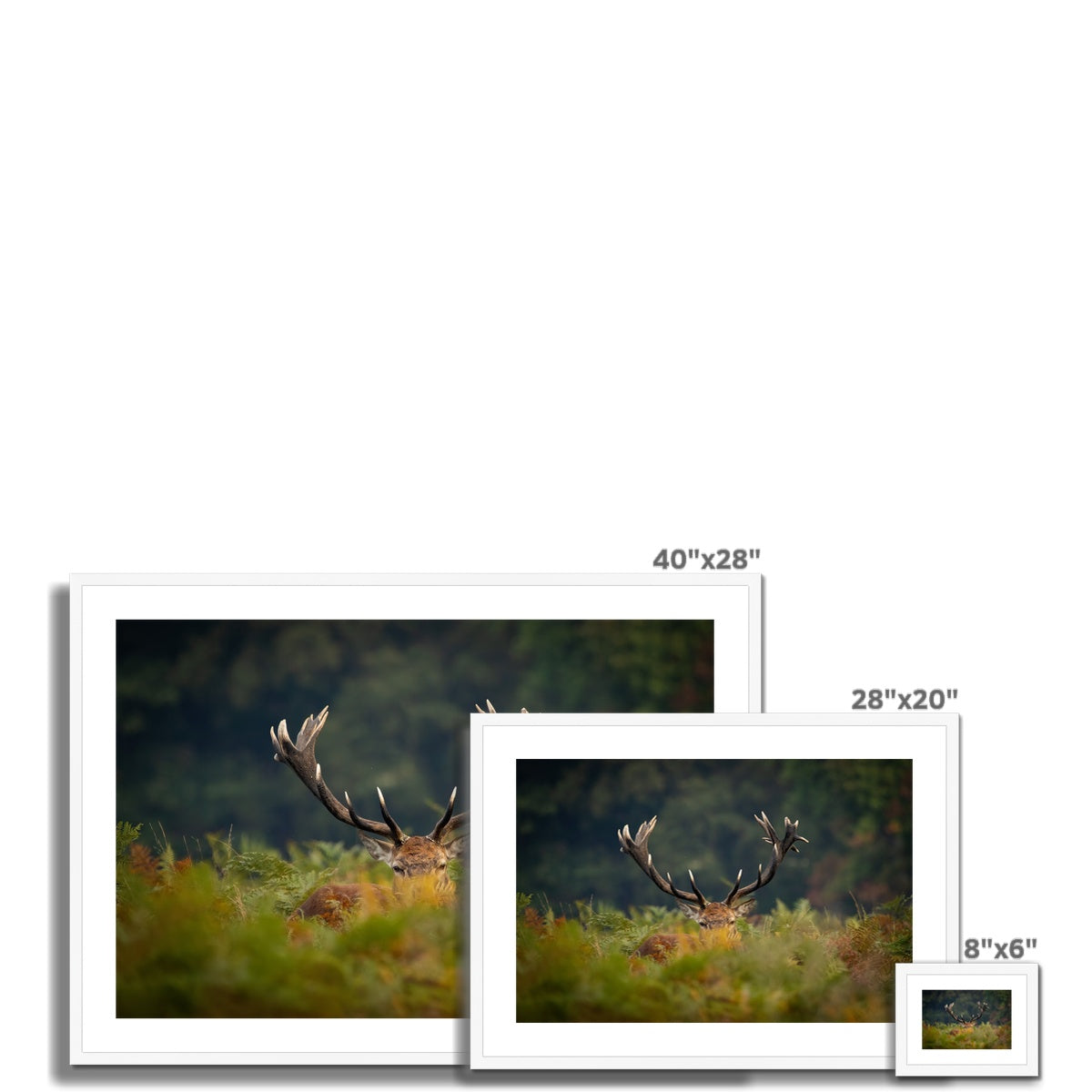 Red Deer peeking Framed & Mounted Print