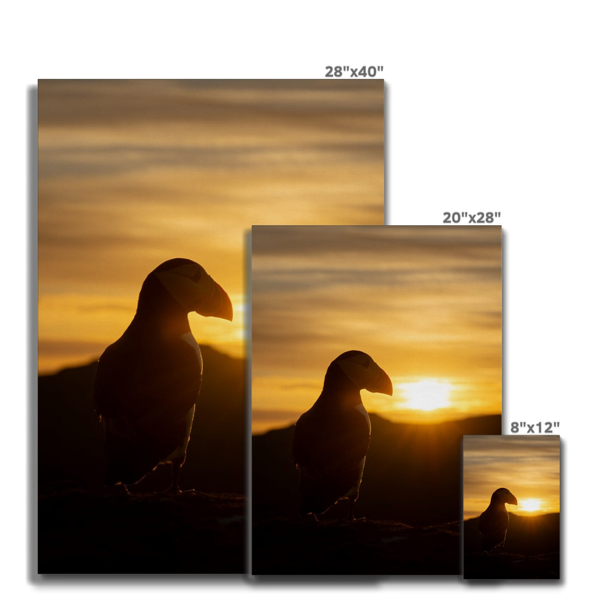 Puffin at sunset Canvas