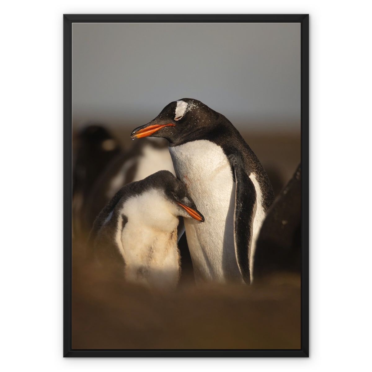 Cuddles in the colony Framed Canvas