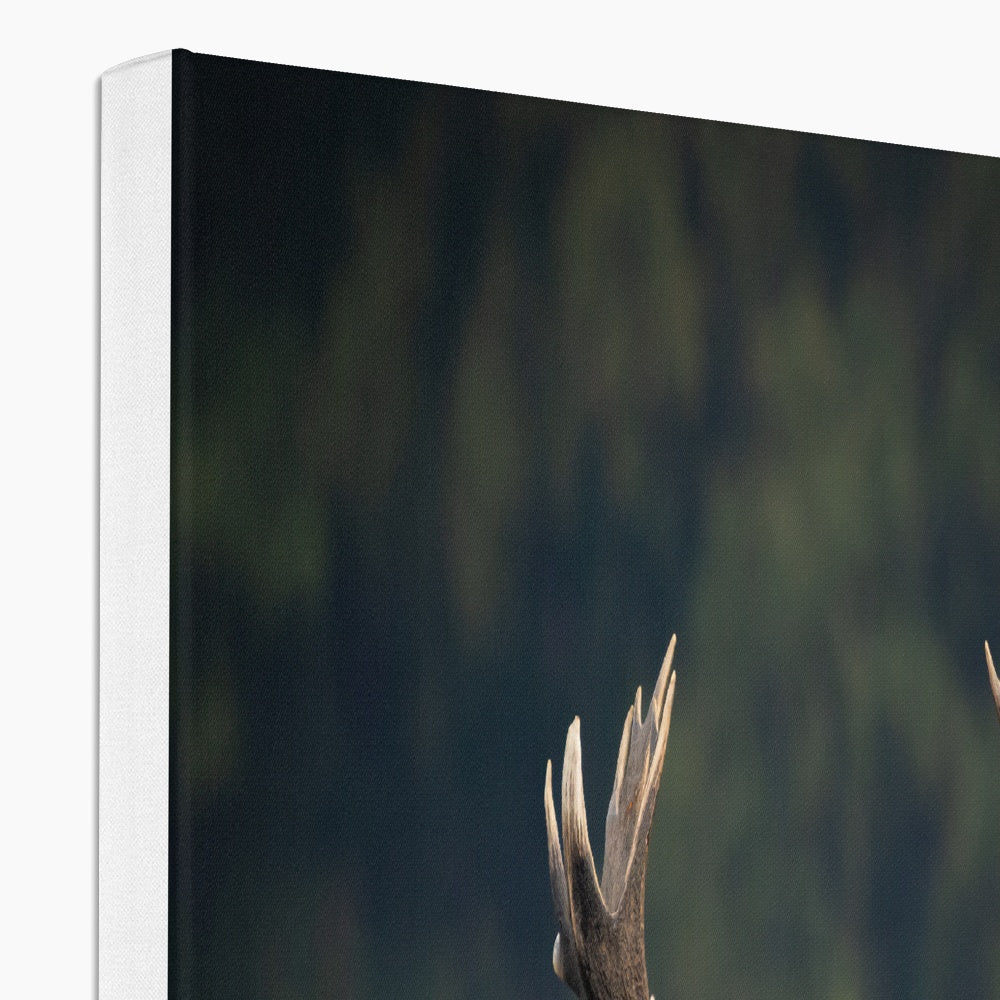 Red Deer peeking Canvas