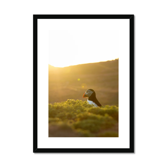 Golden Puffin Framed & Mounted Print