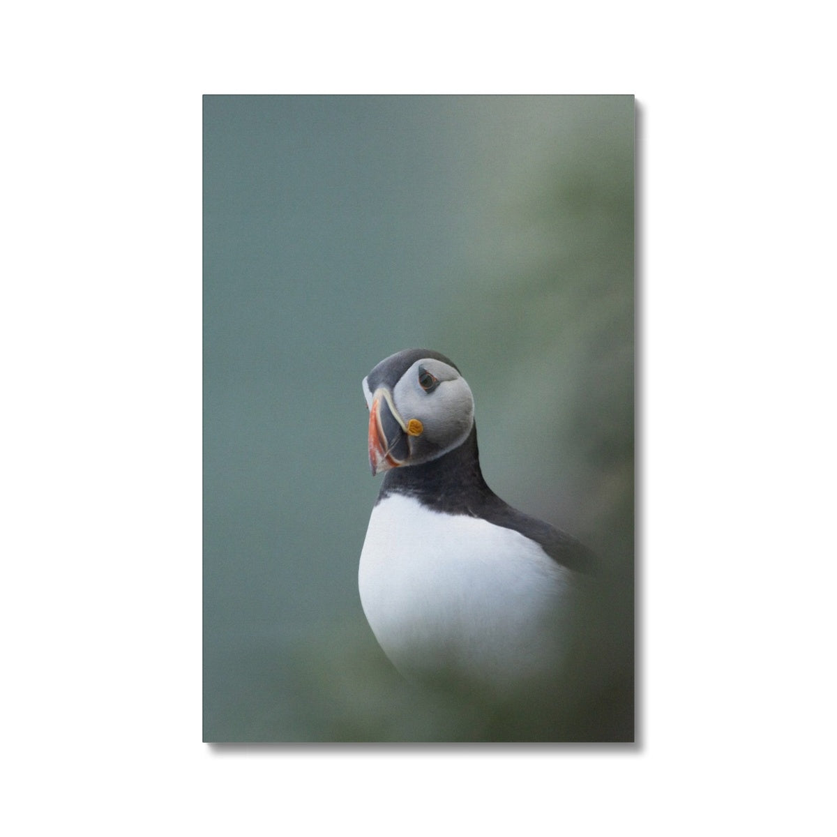 Puffin Canvas