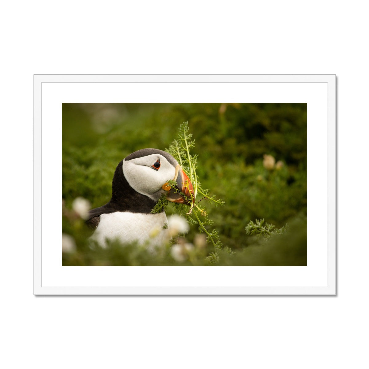 Puffin in foliage Framed & Mounted Print