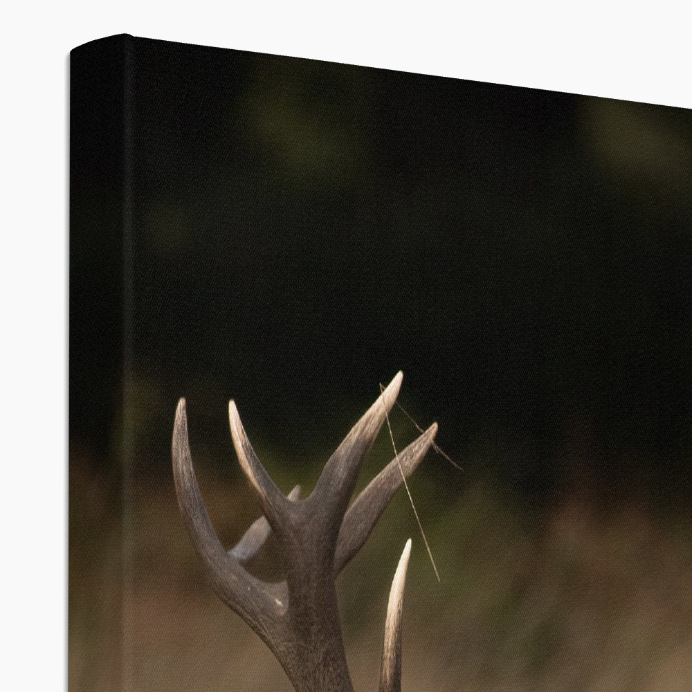 Deer Tongue Portrait Canvas