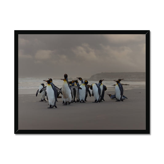 Kings on the beach  Framed Print