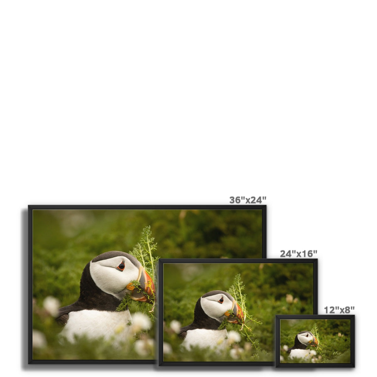 Puffin in foliage Framed Canvas