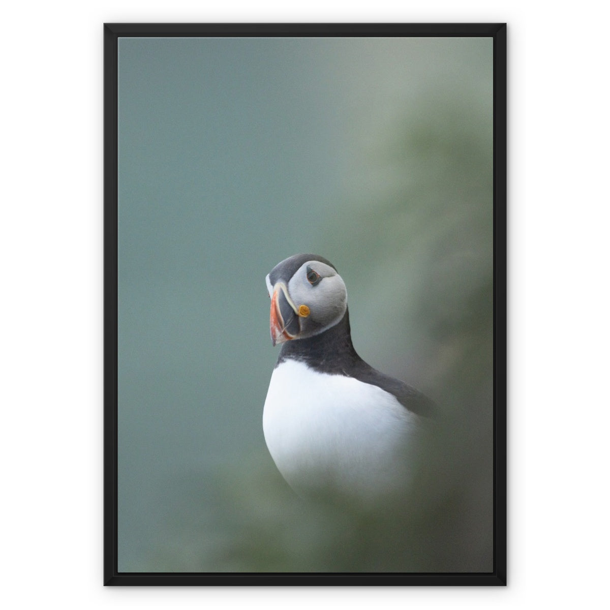 Puffin Framed Canvas