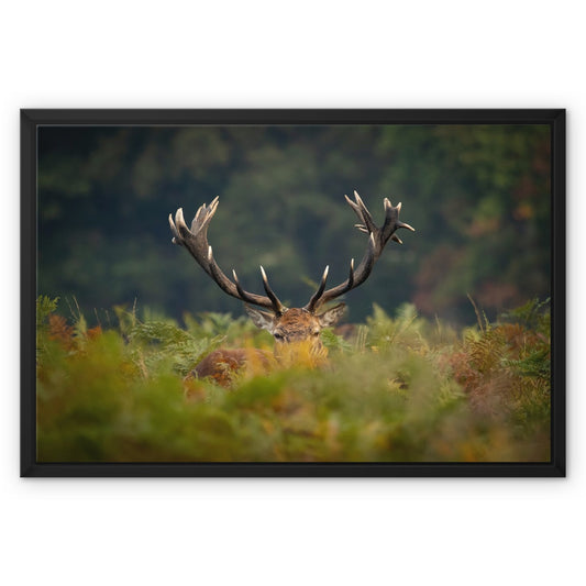 Red Deer peeking Framed Canvas