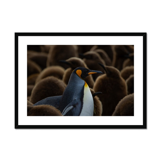 King amongst the kids Framed & Mounted Print